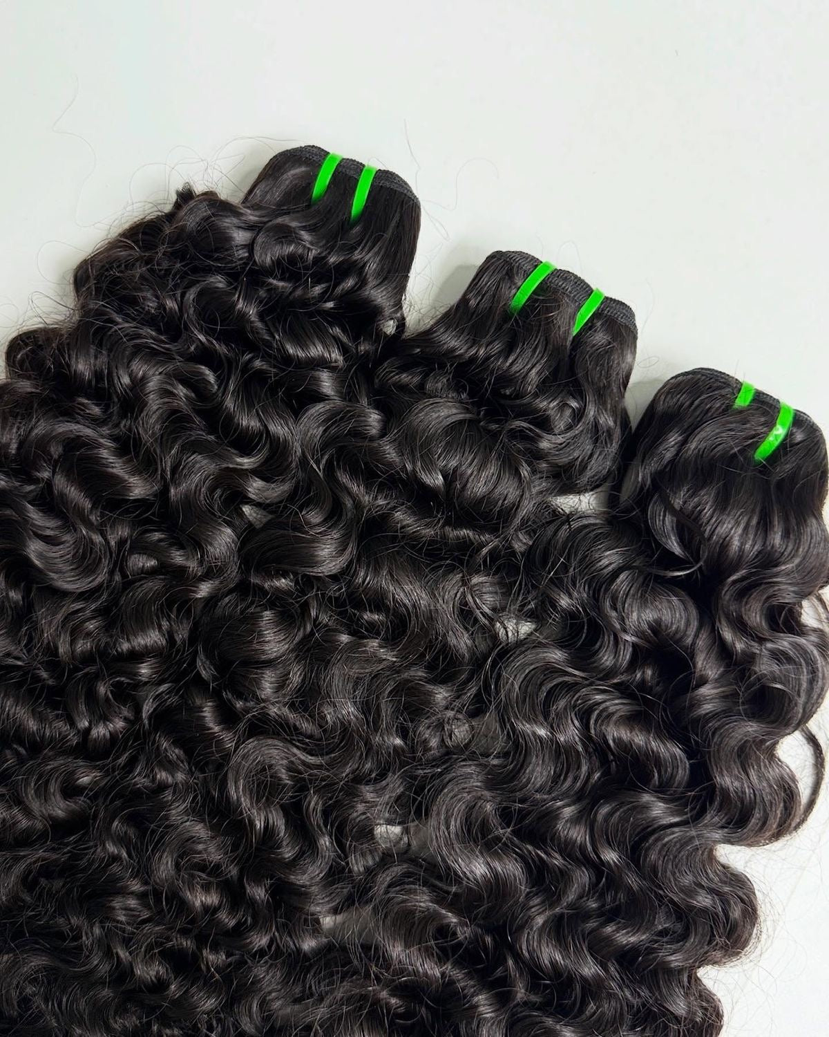 VIRGIN BURMESE CURLY